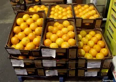 Bache Bros is reporting a good start to the 2021 citrus season in terms of fruit quality