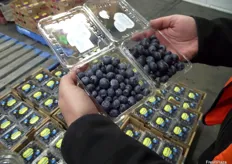 Costa Farms showing the difference between regular and jumbo-sized blueberries.