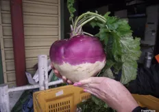 A giant turnip sold by Pat & M. Belperio & Sons